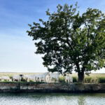 witte paarden onder een boom in de buurt van aigues mortes