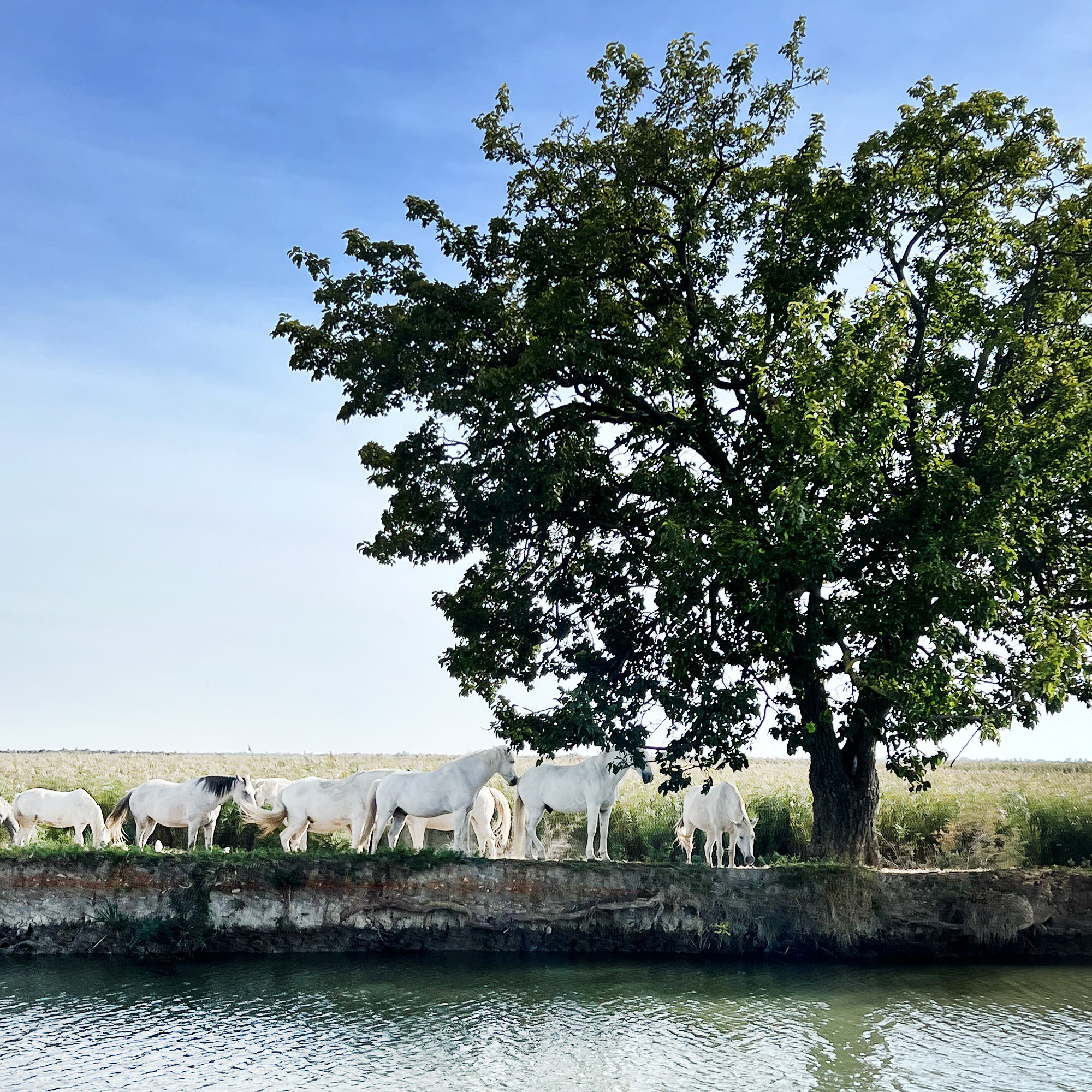 witte paarden onder een boom in de buurt van aigues mortes