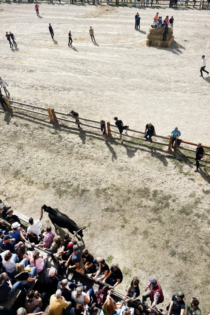 stier in de arena tijdens la fete votive